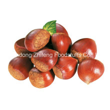 2016 New Crop Fresh Chestnut